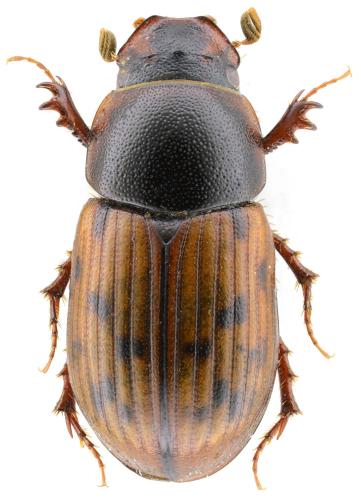 Limarus maculatus